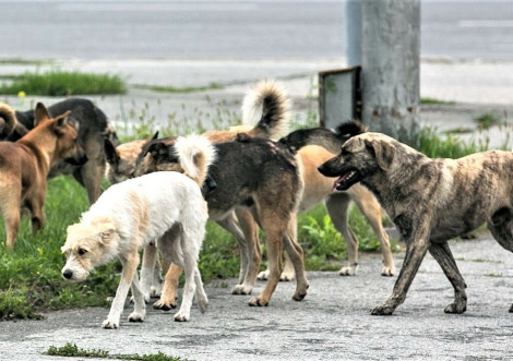 В Охтирці шукають виконавців для відлову безпритульних тварин