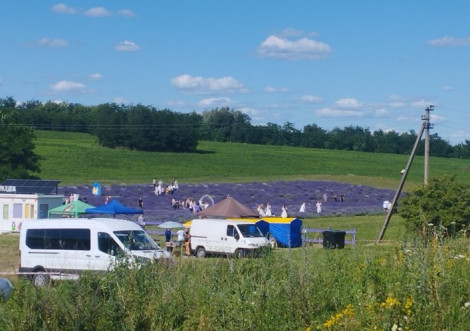 Лавандове поле у Боголюбовому відкрили для відвідувачів